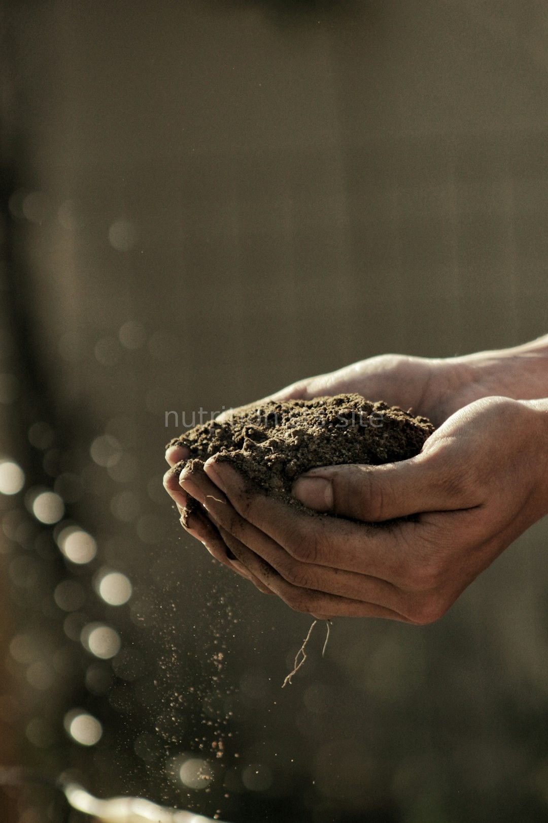 Organic Grains